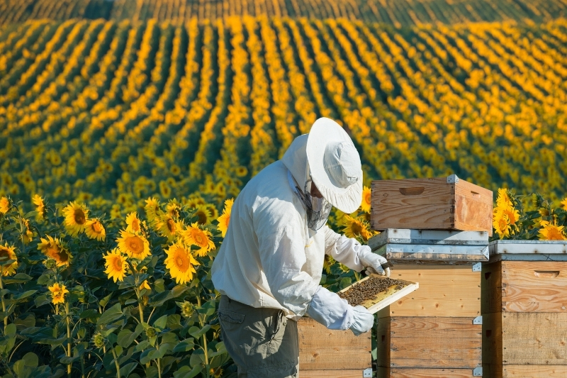 Zážitkový kurz včelaření