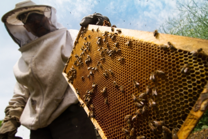 Zážitkový včelařský kurz