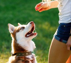 Kurz výcviku psa: Praktická poslušnost psa pro každodenní život