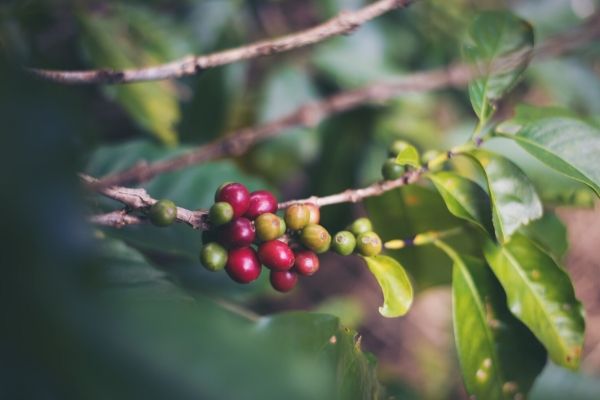 7 zajímavostí o kávě - káva je ovoce